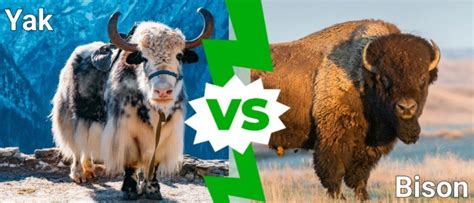 Yak Vs Bison Vs Buffalo – Vet Explains Pets.